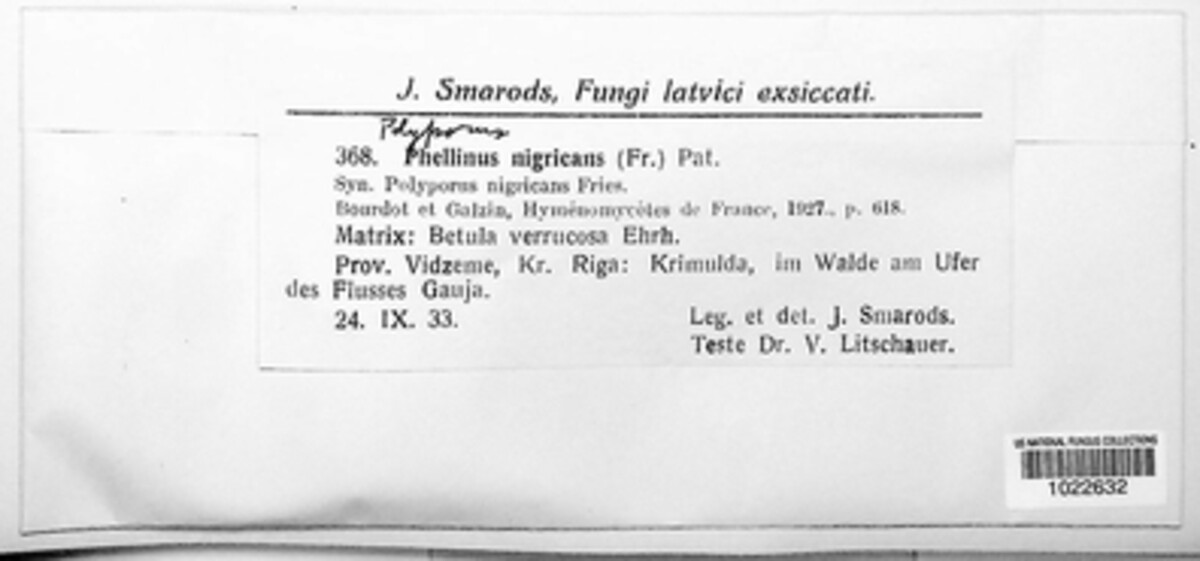 Polyporus nigricans image
